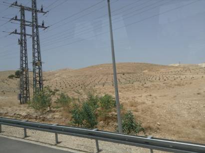 razed olive trees